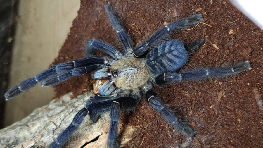 Cyriopagopus sp. Sumatran Tiger