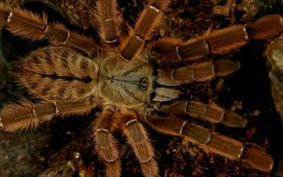 Phormingochilus sp. Rufus