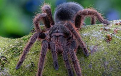Grammostola anthracina