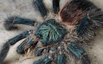 Avicularia sp. Boa Vista