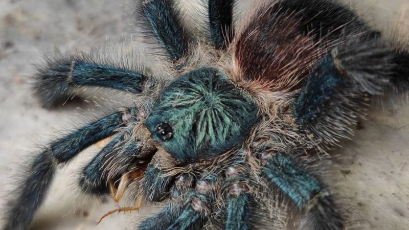 Avicularia sp. Boa Vista