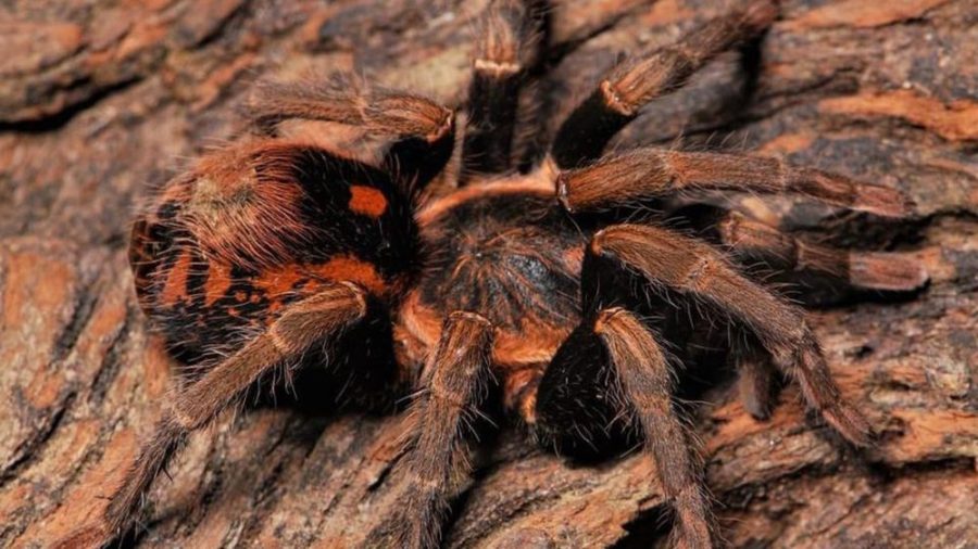 Hapolopus sp. Guerilla