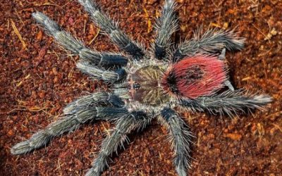 Thrixopelma ockerti