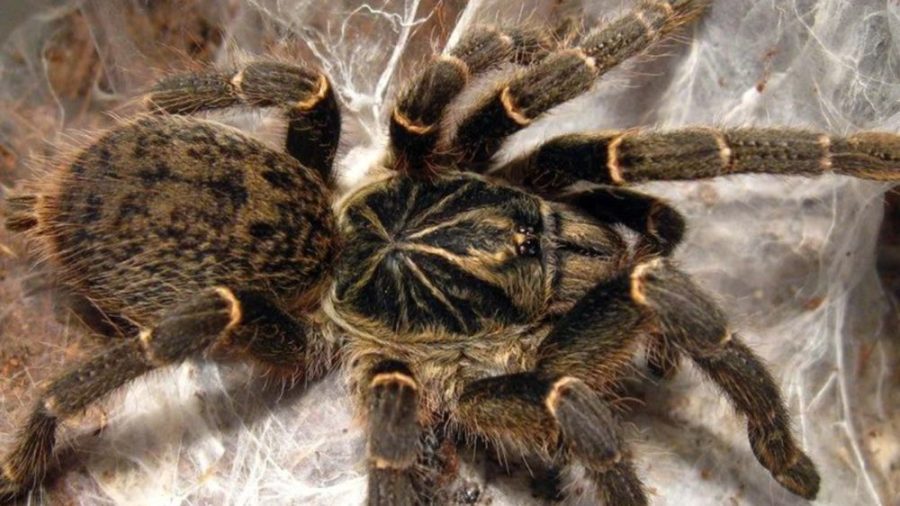 Pterinochilus chordatus