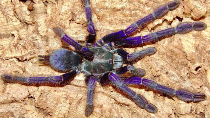 Chilobrachys dyscolus (vietnam blue)