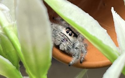 Phidippus regius