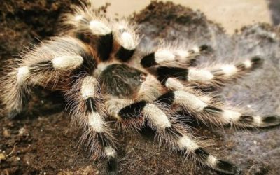 Nhandu coloratovillosus