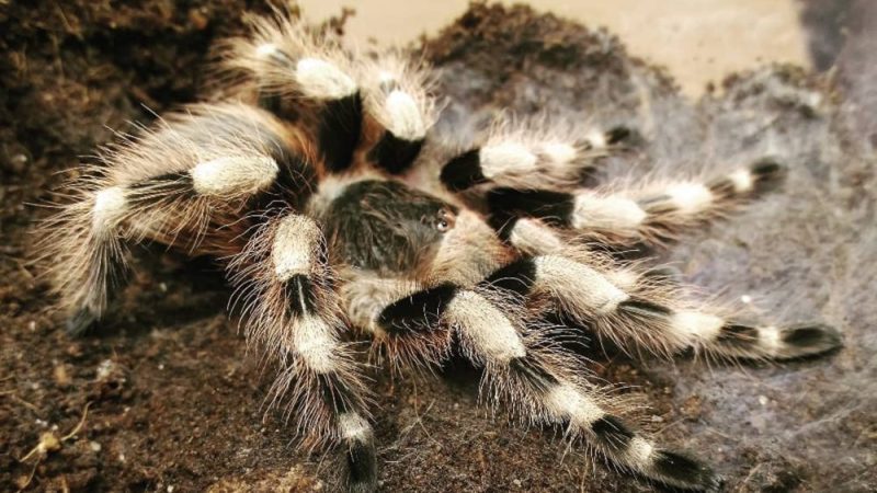 Nhandu coloratovillosus