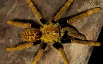 Encyocratella olivacea