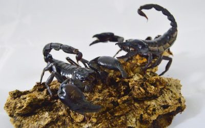 Heteromterus longimanus