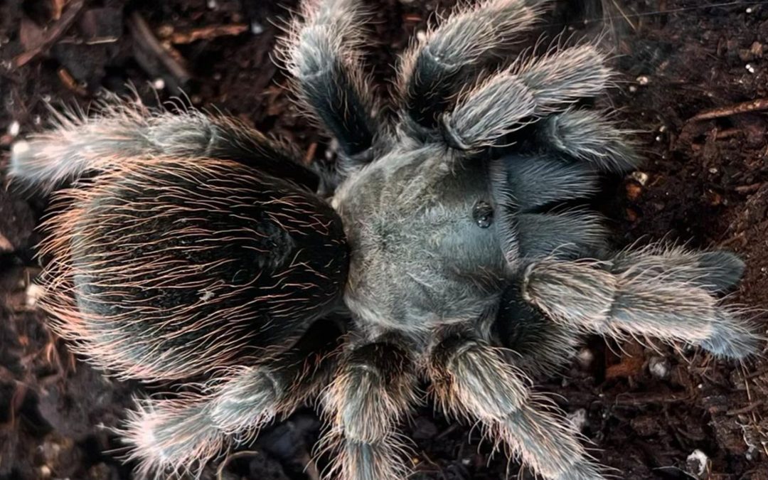 Aphonopelma johnnycashi