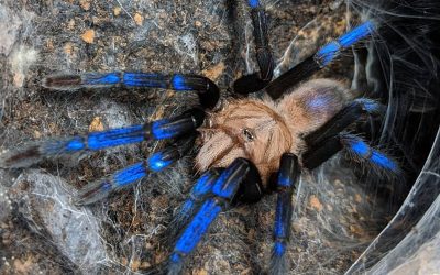 Birupes simoroxigorum