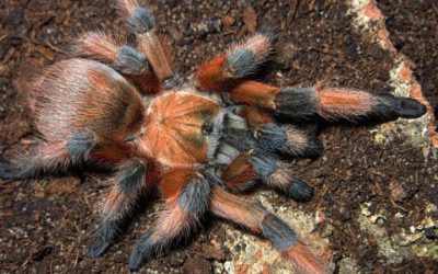 Aphonopelma moderatum