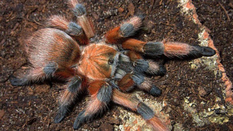 Aphonopelma moderatum