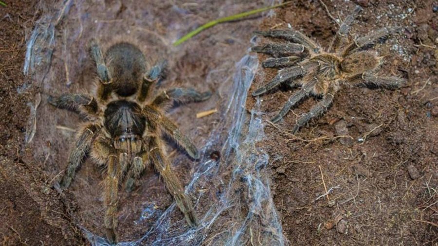 Harpactira gigas