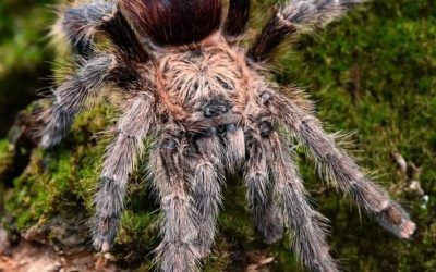 Avicularia merianae