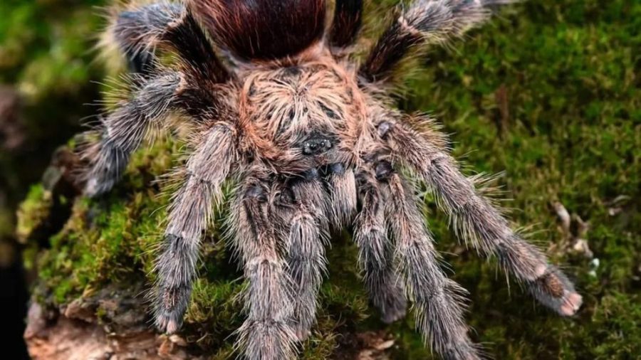 Avicularia merianae