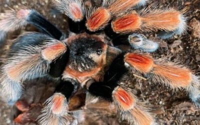 Brachypelma baumgarteni
