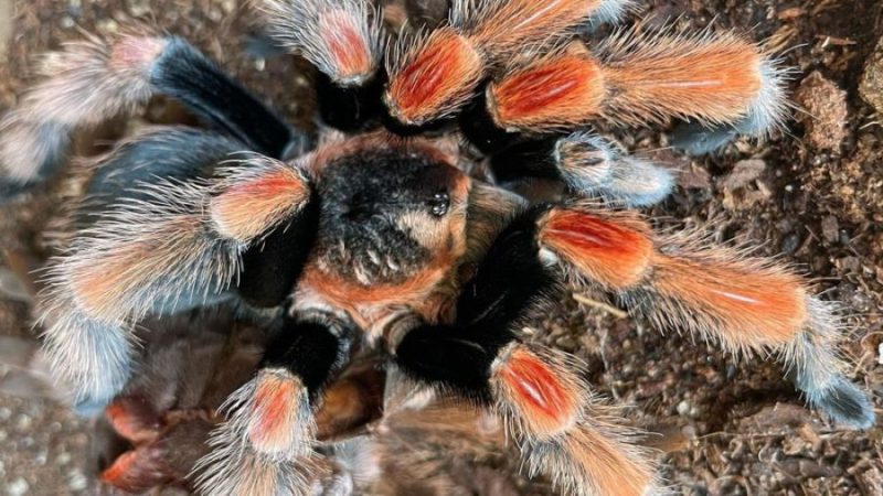 Brachypelma baumgarteni
