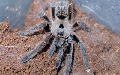 Ceratogyrus sanderi