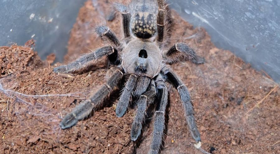 Ceratogyrus sanderi